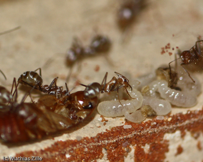 ants eat cockroach 2