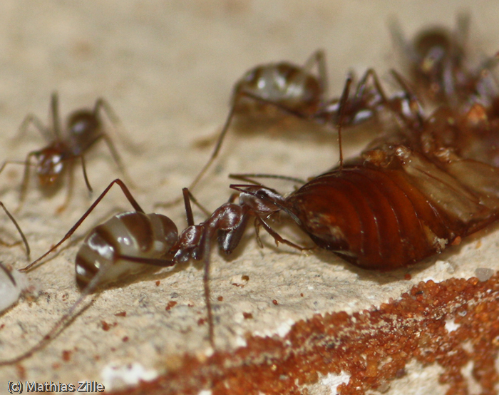ants eat cockroach 3