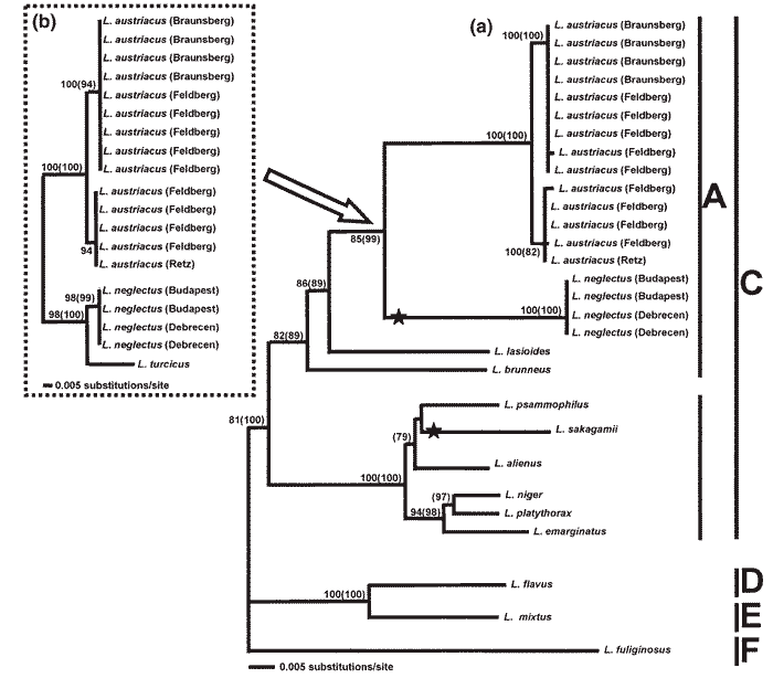 lasius_taxon