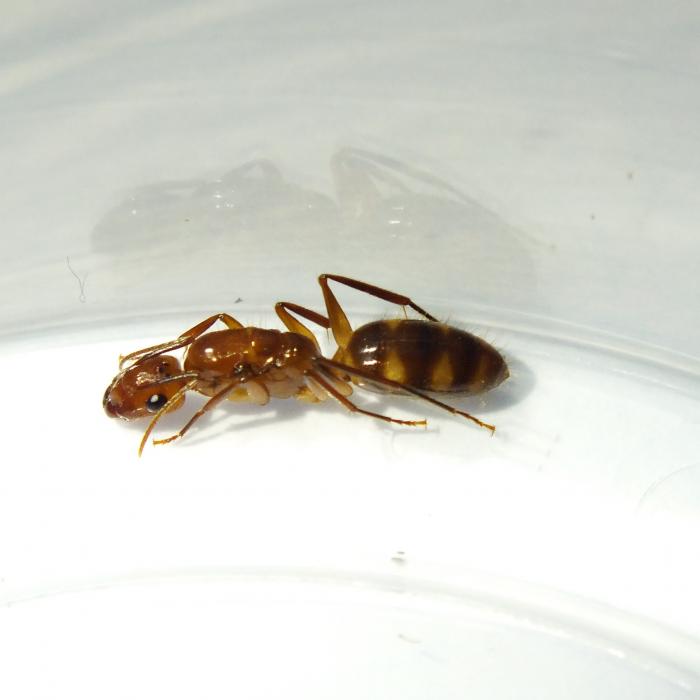 Camponotus cf. silvicola