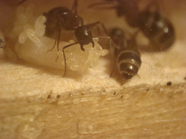 Camponotus herculeanus 10.JPG