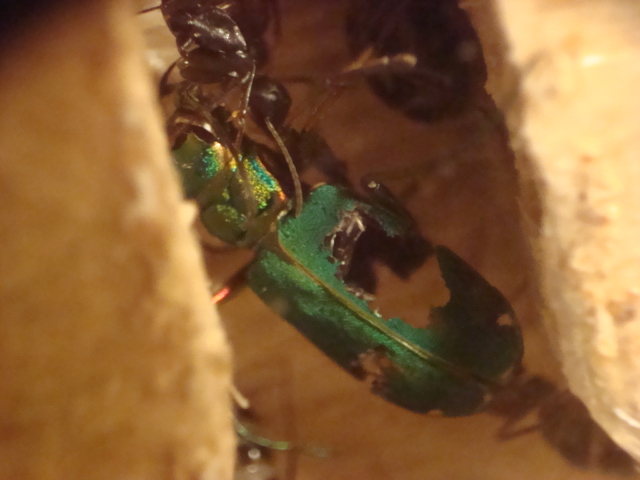 Camponotus herculeanus 12.JPG