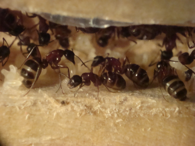 Camponotus herculeanus 13.JPG