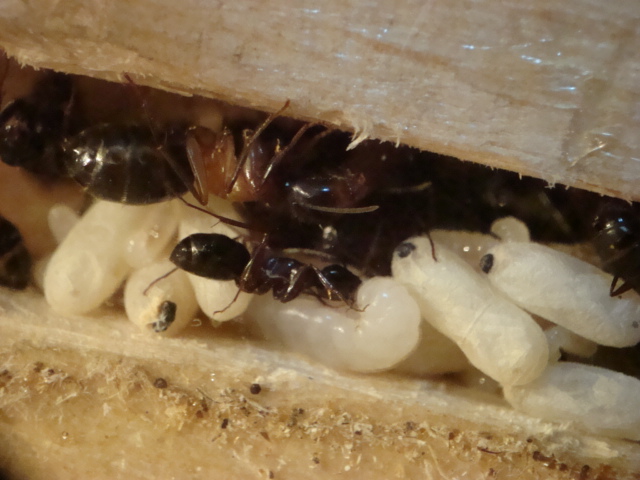 Camponotus herculeanus 14.JPG