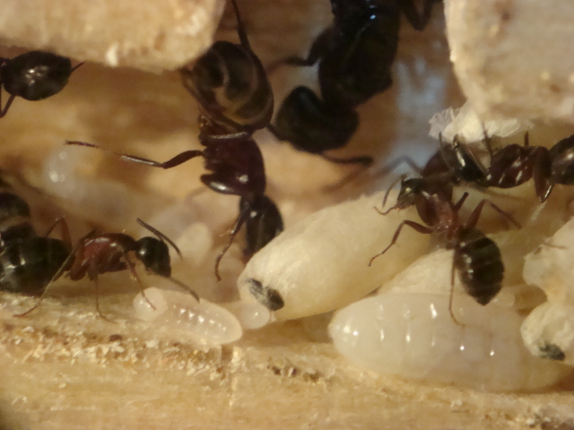 Camponotus herculeanus 15.JPG