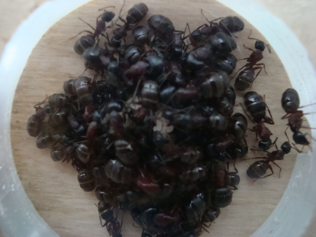 Camponotus herculeanus 17.JPG