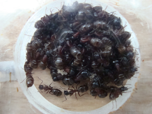 Camponotus herculeanus 19.JPG