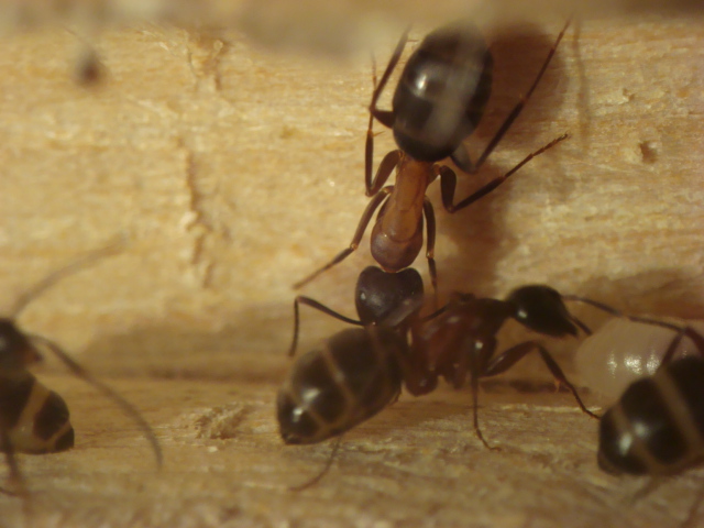 Camponotus herculeanus 5.JPG