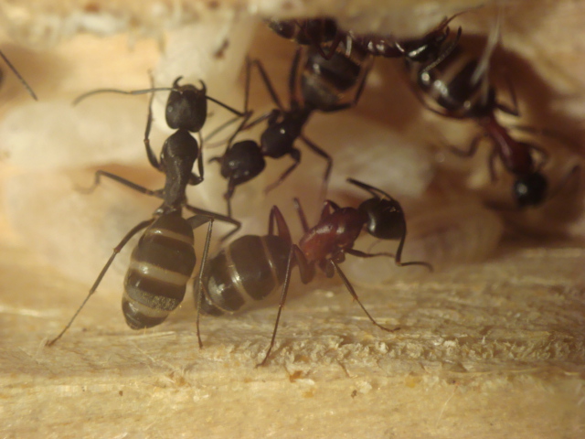 Camponotus herculeanus 6.JPG