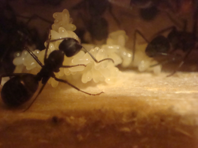 Camponotus herculeanus 7.JPG