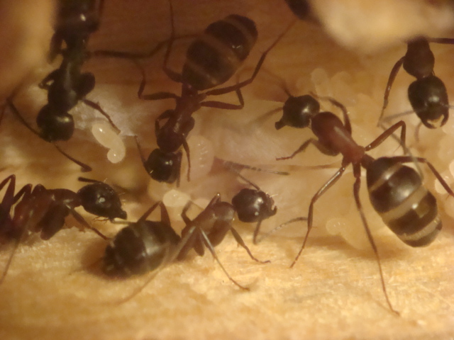 Camponotus herculeanus 8.JPG