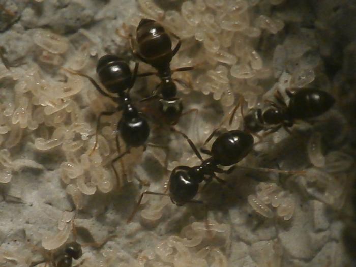 Lasius fuliginosus 6.JPG