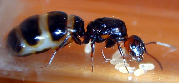 Camponotul_lateralis_systematic_queen.jpg