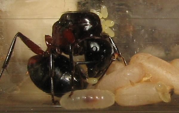 Camponotus ligniperda