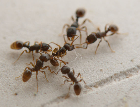 У муравьев столько же сестер сколько. Муравьиное сердце. Сердце муравья. Сердце у муравьев.