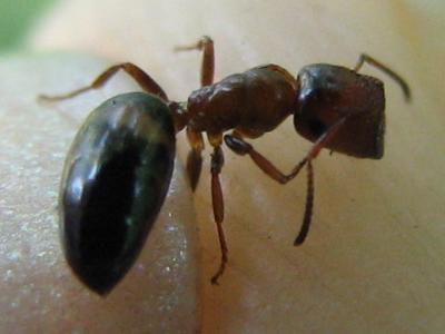 Camponotus truncatus