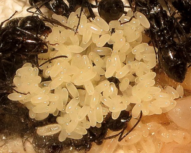 Camponotus-Vagus-eggs.jpg