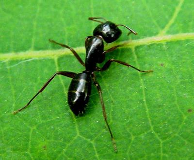 Camponotus fallax