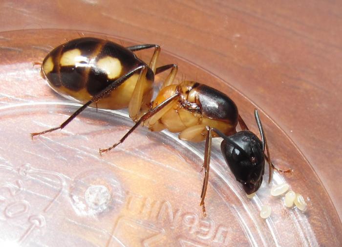 Camponotus maculatus