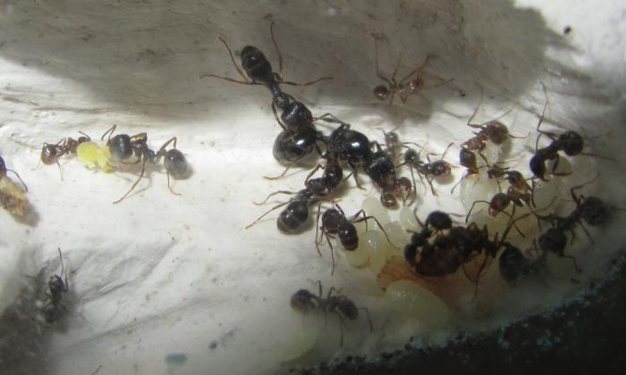 Роддом. Видно много светлых мурашек, работающих с рапслодом.