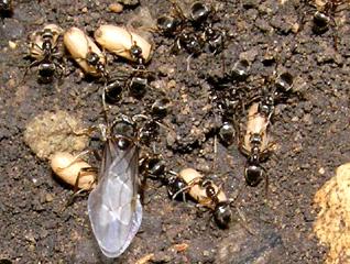 Lasius niger