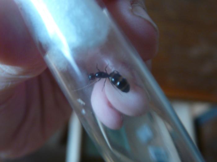Camponotus (Mirmentoma) lateralis
