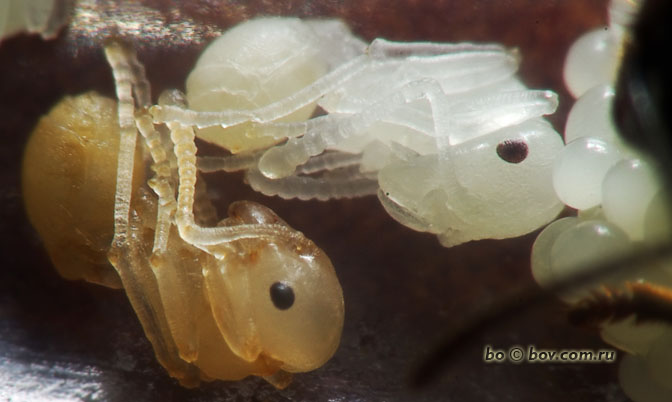 Куколки муравьев. Муравьи яйца личинки куколки. Messor denticulatus матка. Яйца личинки куколки муравьев. Куколки муравьев муравьиные яйца.