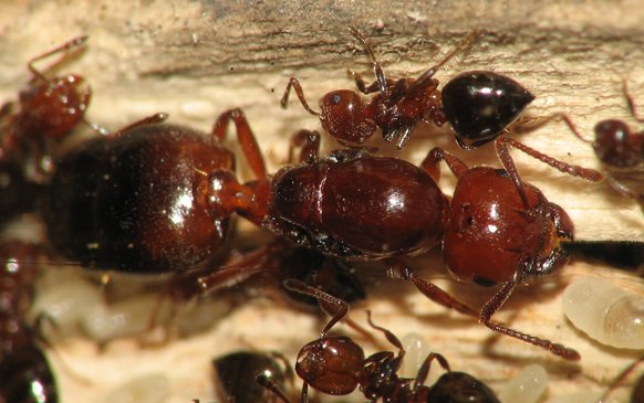 Crematogaster worker