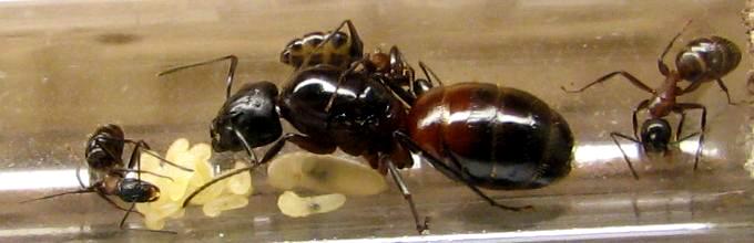 Camponotus ligniperda