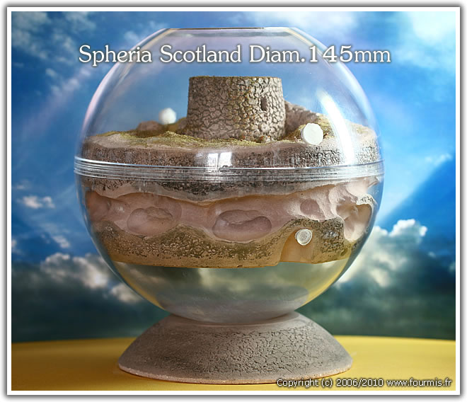 fourmiliere-spheria-scotland-01.jpg