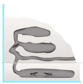 harpegnathos venator form