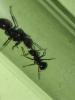 Polyrhachis sp