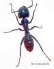 Camponotus   vagus 