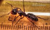 Camponotus   vagus -  размерчик