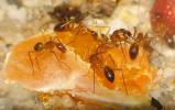 Camponotus sp.