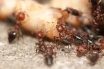 Подкормка муравьёв