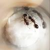 2 матки Myrmica sp. в пробирке