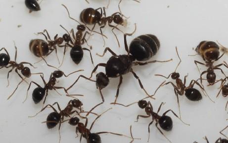 Micro_honey_ants.jpg