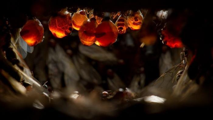 Myrmecocystus mimicus