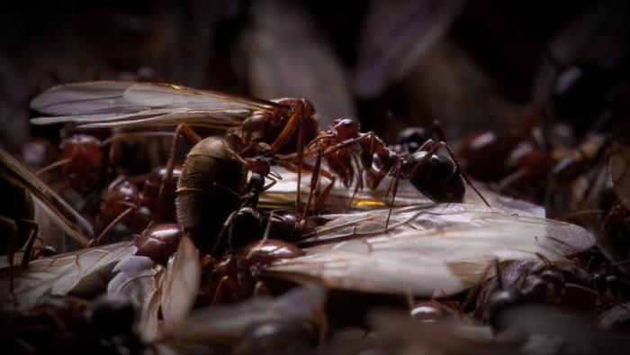 Myrmecocystus mimicus