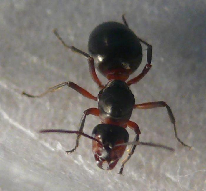 Одна из пойманных сегодня маток Formica rufa - рыжих лесных муравьев.