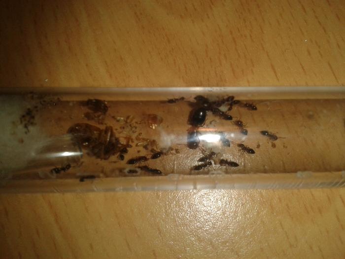 Почему умер муравей. Инкубатор для муравьиной матки. Муравьиная матка в пробирке. Пробирка с маткой муравьёв. Муравьи в пробирке.