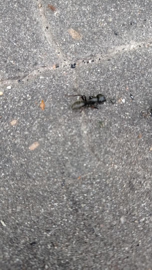 Вот фото муравья для определения вида