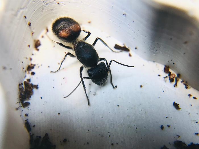 Camponotus mutilarius(xiangban) 