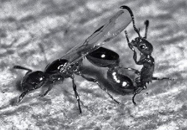 Formicoxenus nitidulus самец и самка, картинка из интернета.