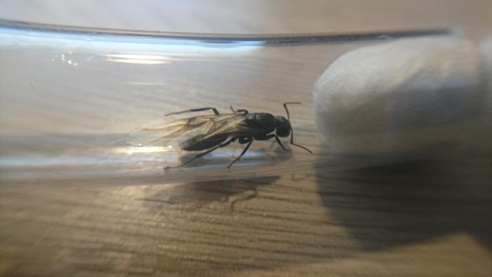 Camponotus vagus