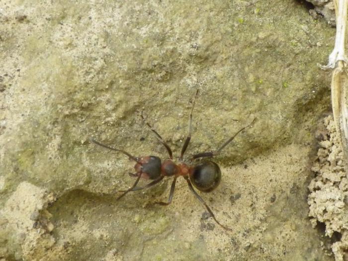 Formica polyctena (?)