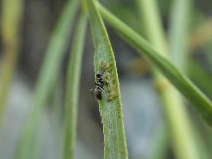 Lasius Niger за выпасом "отары"