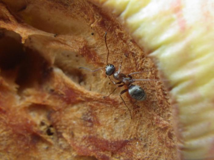 Serviformica cunicularia за поеданием яблока