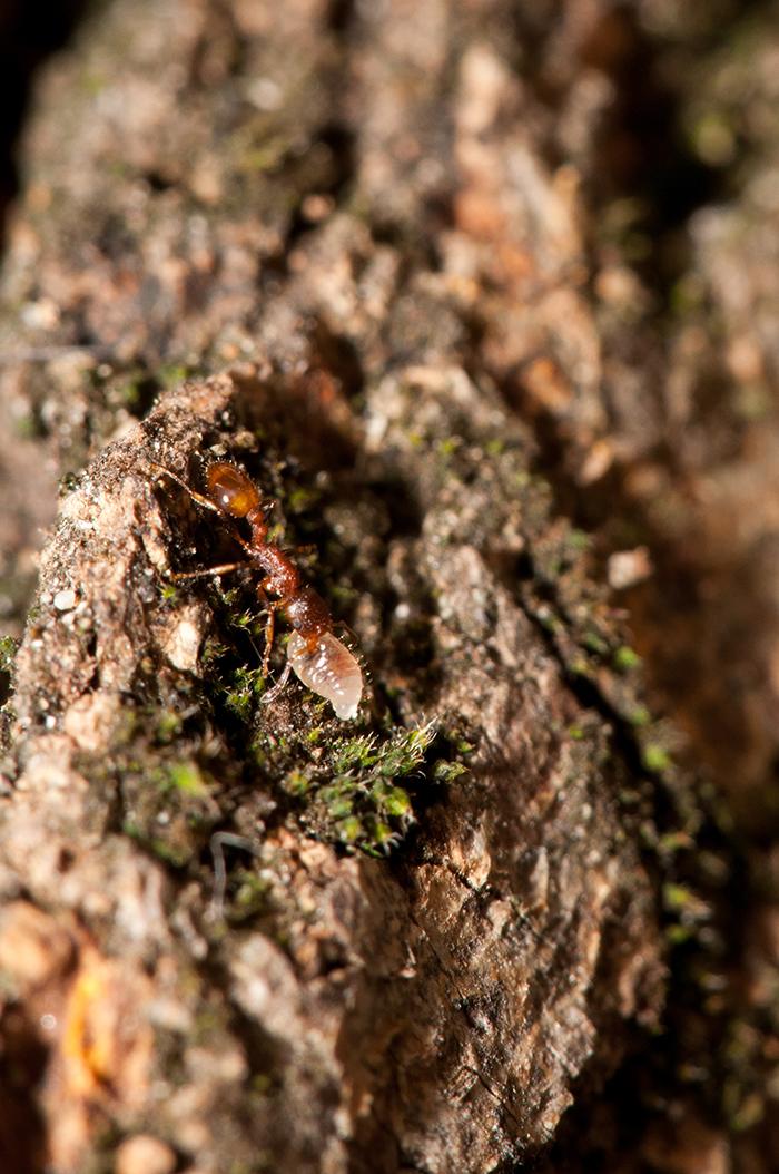 Рабочий Temnothorax affinis переносит личинку